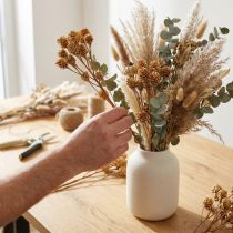 Article Branche de Salignum fleurs de leucadendron légères sur la branche 25 pcs