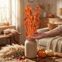 Article Fleurs séchées chardon sec fraise chardon orange 100g