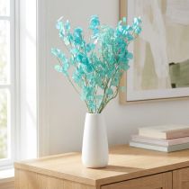 Article Monnaie du pape sechée Lunaria Bleu clair 65-70cm 20g
