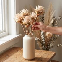 Article Leucospermum Plumosum Fleurs de protée Clair Ø3-5cm 25pcs