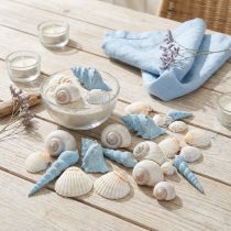 Article Coquillages décoratifs en coquillages d'escargots bleus naturels 3–5 cm 150 g