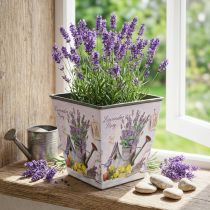 Article Cache-pot motif lavande, pot décoratif carré, cache pot plastique H13cm L13.5cm