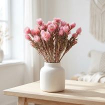 Article Fleurs séchées Cap fleurs Fleurs paille rose Fleurs sèches H30cm
