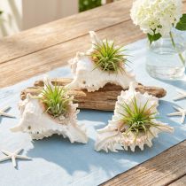 Article Coquille Chicoreus ramosus 16cm 3 pcs