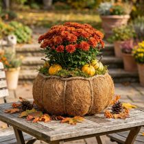 Article Panier à plantes citrouille décoration d'automne orange Ø22cm H17cm
