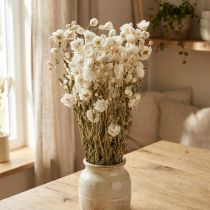 Article Fleurs séchées de camomille Décoration Fleurs Bouquet blanc 65cm 50g