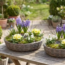 Article Anneaux pour plantes en rotin de bois, gris naturel, Ø40/45cm, lot de 2.