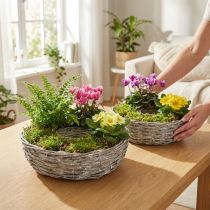 Article Pot de fleurs en osier blanc, lot de 2, Ø25/30cm, décoratif pour plantes d'intérieur