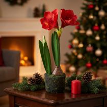Article Amaryllis en boules de mousse artificielle - fleurs rouge vif, 49 cm - décoration de chambre élégante et naturelle
