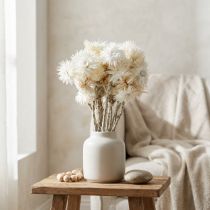 Article Fleurs séchées, fleurs en forme de capuchon, blanc naturel, immortelles, bouquet de fleurs séchées H33cm
