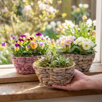 Article Panier à plantes en jonc de mer, jardinière en jacinthe d'eau ovale 20,5 cm 3 pcs