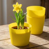Article Poignets plissés jaune 14,5cm 100 pièces
