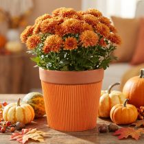 Article Poignets plissés pour pots de fleurs orange 14,5cm 100 pièces