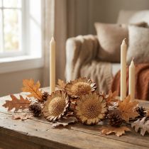 Article Protea susannae Rosace de protée Couleur claire 50 pcs
