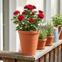 Article Pot à roses plastique 19cm terre cuite 1 pièce