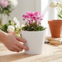 Article Poignets plissés blanc 10,5cm 100 pièces