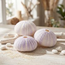 Article Boyau de coquille d'oursin en blanc-violet Ø4-6cm 12 pcs