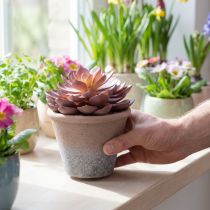 Article Plante succulente en pot Echeveria artificielle rouge vintage Ø15cm H16cm