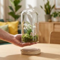 Article Cloche en verre avec socle en bois naturel clair Ø12cm H21cm