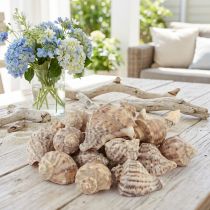 Article Décoration coquille d'escargot escargots de mer crème brune 4-6cm 300g