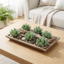 Article Succulentes Echeveria Ø6,5cm L11cm 6 pcs