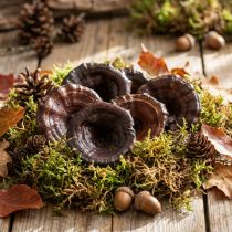 Article Kalix Champignons Champignons Secs Laqués Naturels Décoration Grand 50 pcs