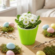 Article Poignets plissés vert clair 10,5cm 100 pièces