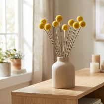 Article Craspedia séchées, jaunes, 70 cm, décoratives, lot de 10