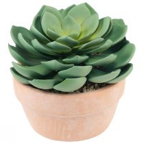 Article Plante succulente en pot Echeveria vert artificiel Ø15cm