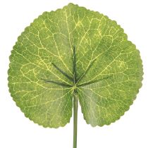 Article Feuilles artificielles Galax Urceolata vertes Ø10cm L23cm 12 pcs
