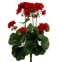 Géranium Buisson Rouge 36cm