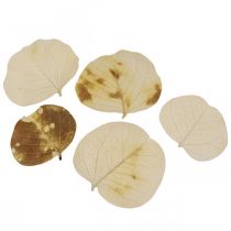 Article Décoration de feuilles séchées Moneta crème florale sèche 100g
