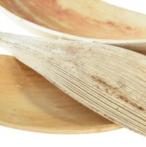 Article Coquilles de noix de coco feuilles de coco blanchies 22-42cm 25pcs