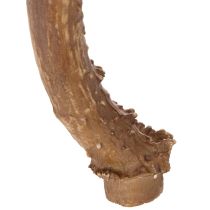 Article Bois de cerf artificiels, réalistes, rustiques, 32 cm