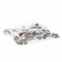 Article Glabrum Leucospermum Fleurs séchées 25-40cm 25 pcs