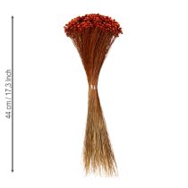 Article Bouquet de fleurs séchées, un ajout charmant aux vases ou compositions florales, 44 cm