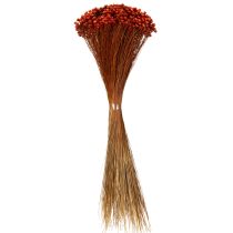 Article Bouquet de fleurs séchées, un ajout charmant aux vases ou compositions florales, 44 cm