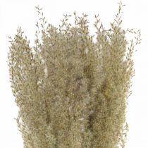 Herbe séchée herbe ornementale pour flore sèche décoration nature H55cm
