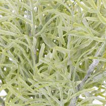 Article Branche d'asperge ornementale, élément naturel pour les bouquets de fleurs, 34 cm, 7 pièces
