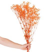 Article Bouquet de gypsophile séchée (75 cm, 100 g)