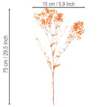 Article Bouquet de gypsophile séchée (75 cm, 100 g)