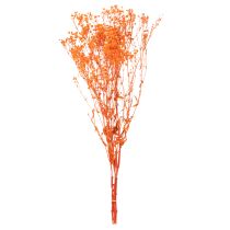 Article Bouquet de gypsophile séchée (75 cm, 100 g)