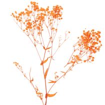 Article Bouquet de gypsophile séchée (75 cm, 100 g)