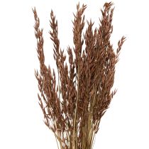 Article Avoine décoration sèche herbe sèche marron L64cm 70-75g 2pcs