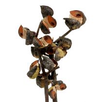Article Hakea moyen naturel 5-9 têtes par branche 20 pcs