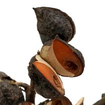 Article Hakea moyen naturel 5-9 têtes par branche 20 pcs