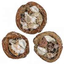 Article Demi-coquilles de noix de coco, décoration de coquilles d'escargot, 18–19 cm, 3 pièces
