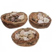 Article Demi-coquilles de noix de coco, décoration de coquilles d&#39;escargot, 18–19 cm, 3 pièces