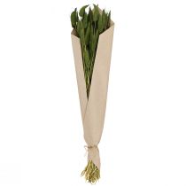 Article Queue de lapin (Lagurus) séchée décorative verte 50-60 cm 50 g Fleurs séchées