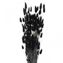 Article Herbe queue de lièvre Lagurus séchée noire 60 cm 50 g